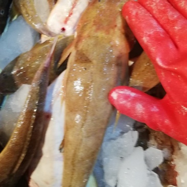 狗腿鱼