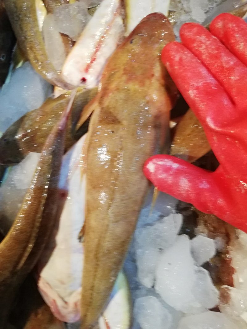 狗腿鱼