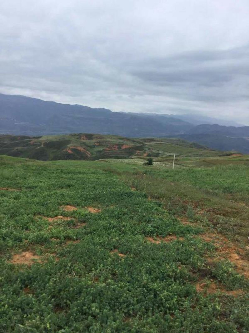 昭通市昭阳区3000亩山地旱地出租