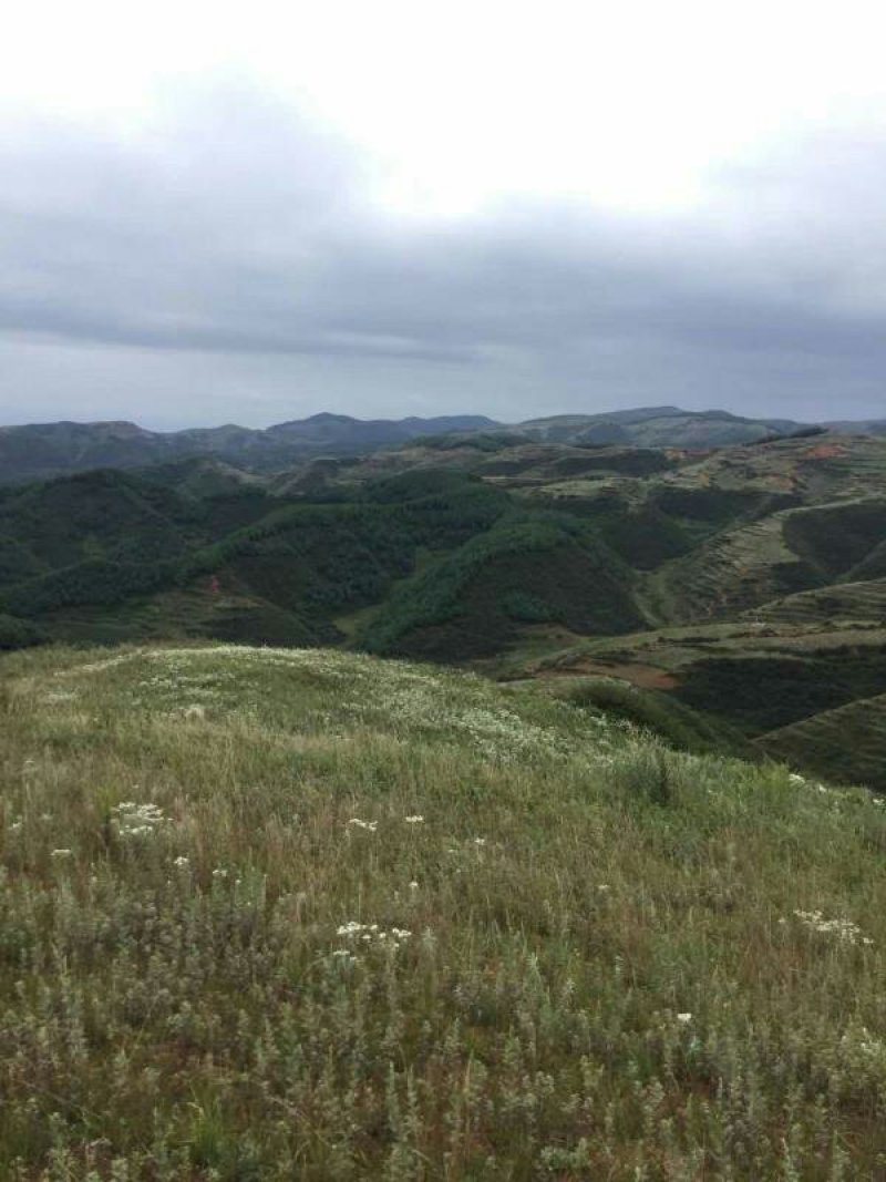 昭通市昭阳区3000亩山地旱地出租