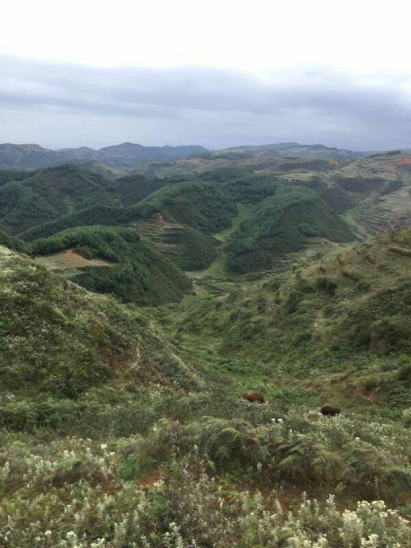 昭通市昭阳区3000亩山地旱地出租