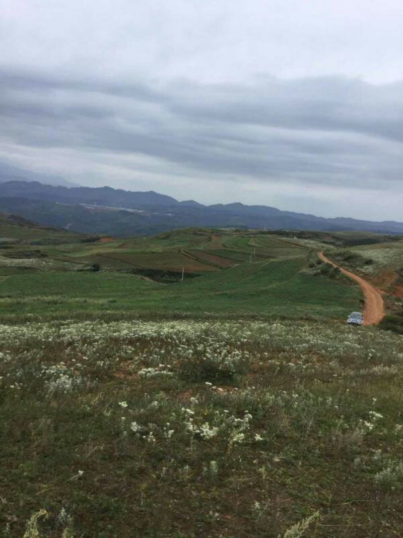 昭通市昭阳区3000亩山地旱地出租