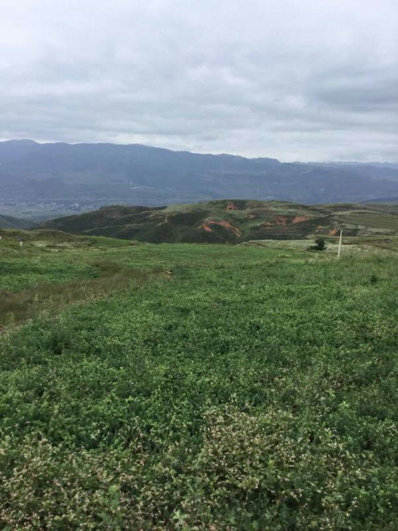 昭通市昭阳区3000亩山地旱地出租
