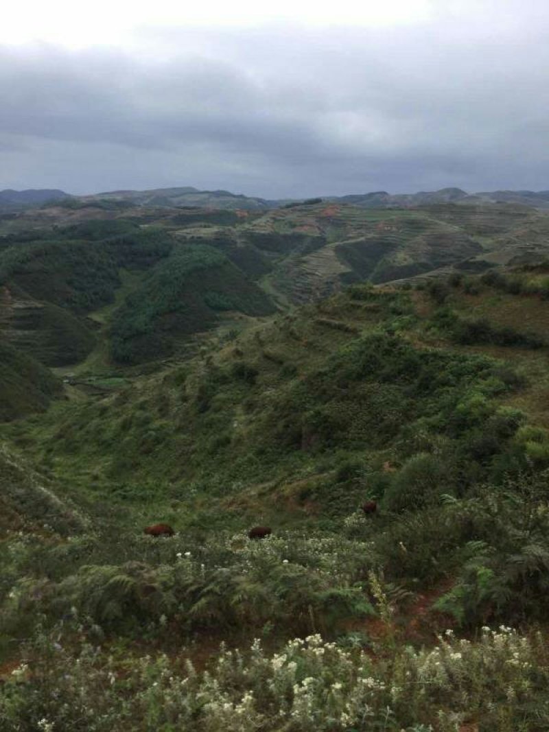 昭通市昭阳区3000亩山地旱地出租