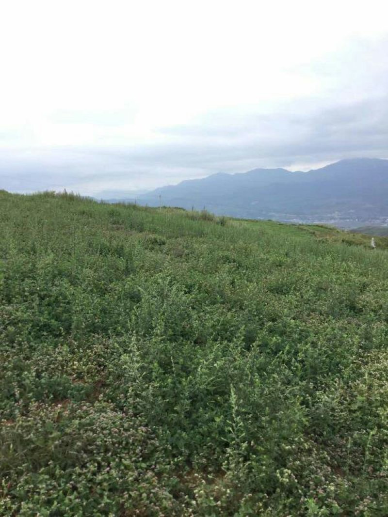 昭通市昭阳区3000亩山地旱地出租