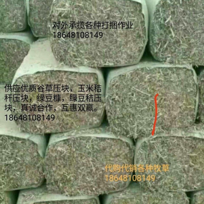 牛羊饲料草