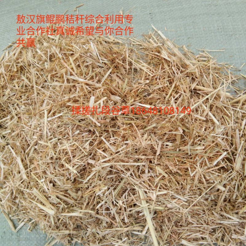 牛羊饲料草