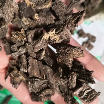 漏芦狼头花鬼油麻