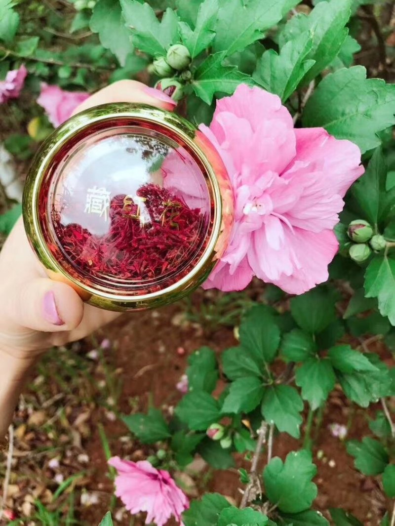 藏红花