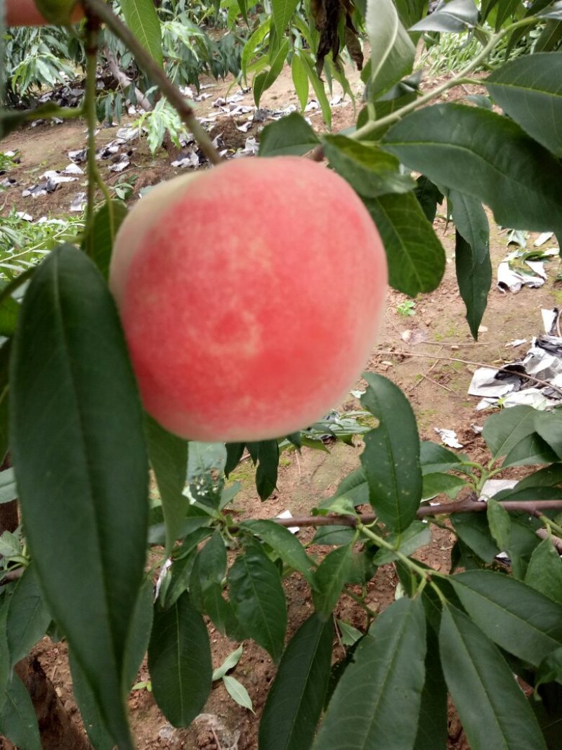 永莲蜜桃