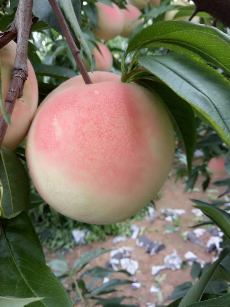 永莲蜜桃