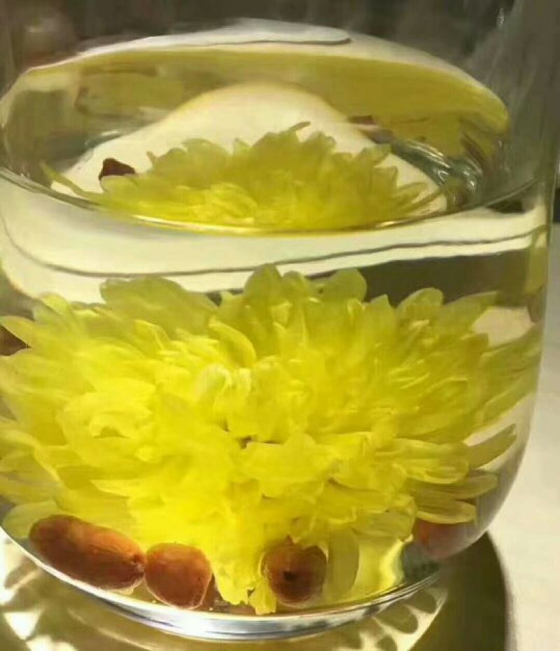 金丝皇菊