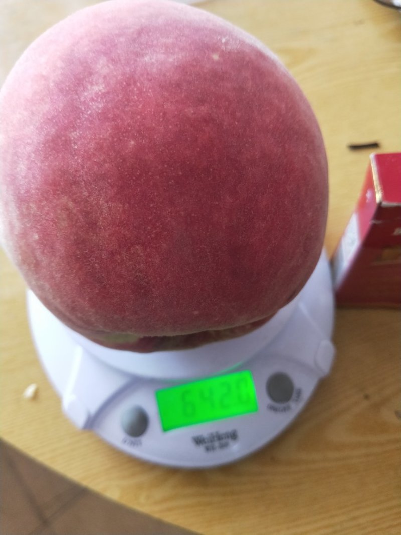 蓬仙十五