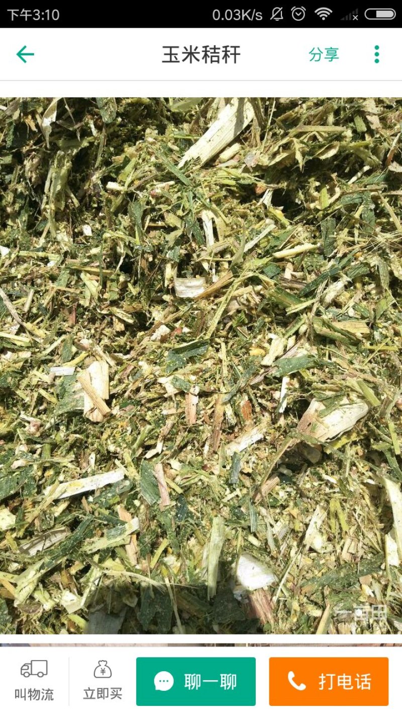 玉米全株青贮