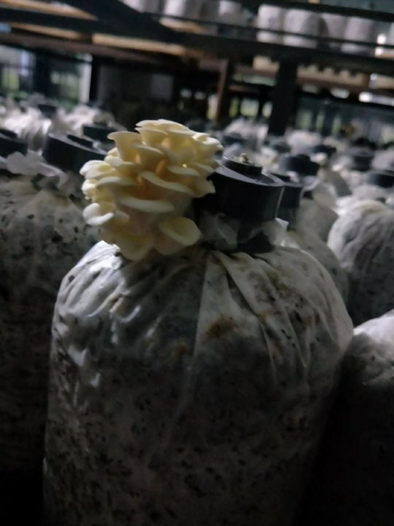优质高产平菇菌包22*47