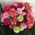 全国供应各种鲜花
