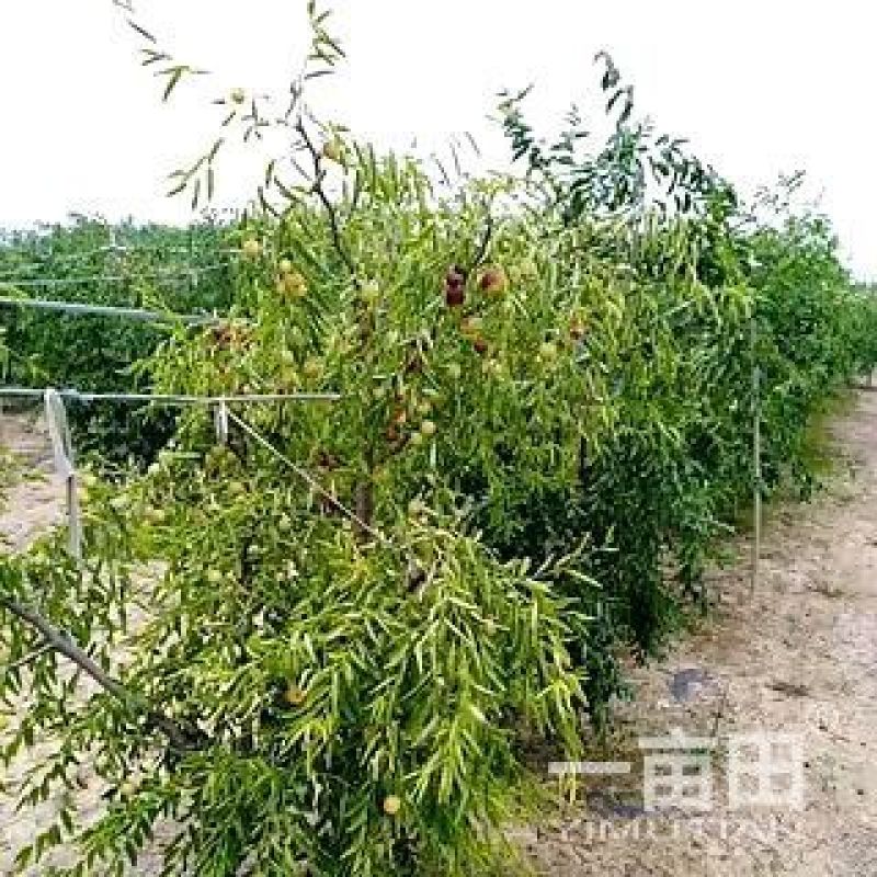 沾化冬枣