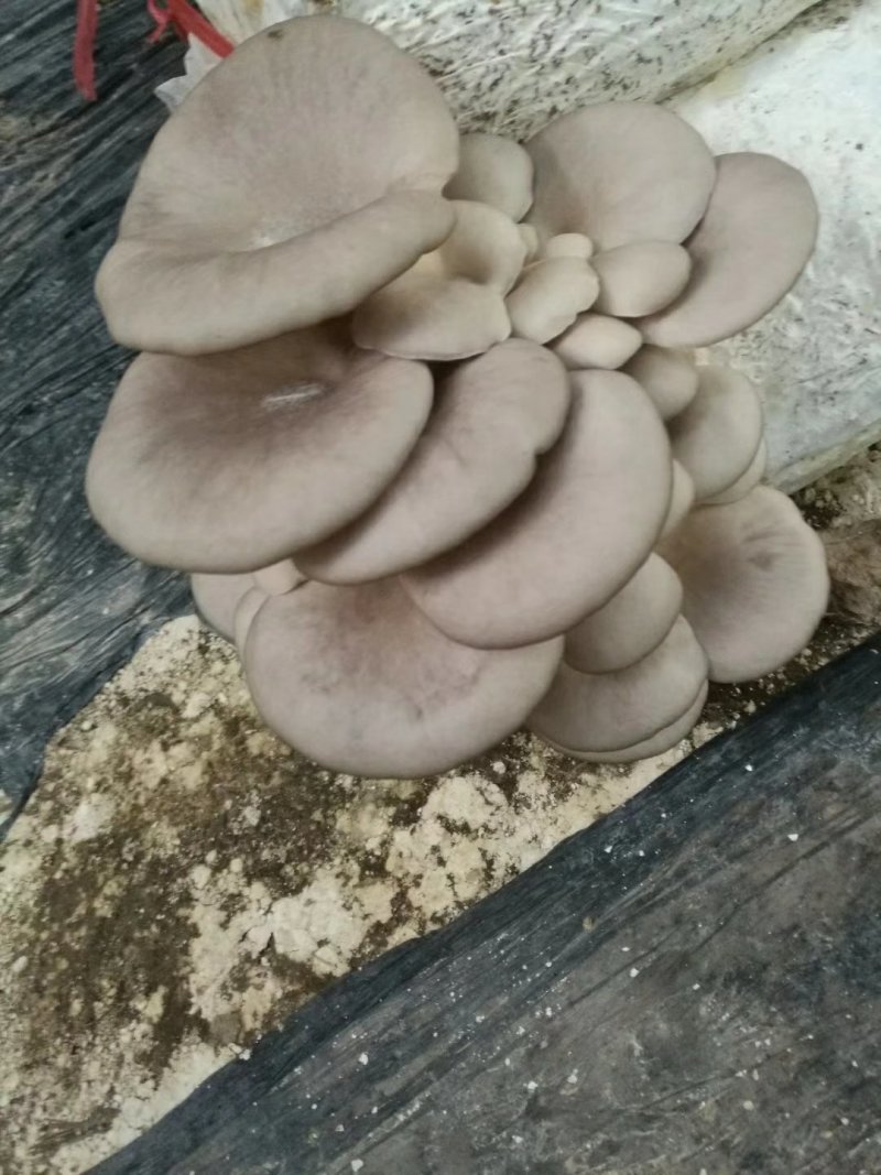 高产抗病平菇菌棒22*47