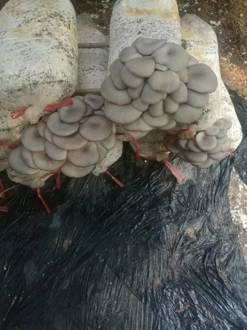 高产抗病平菇菌棒22*47