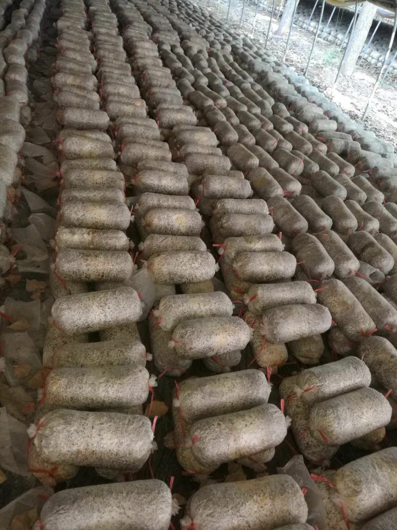 高产抗病平菇菌棒22*47