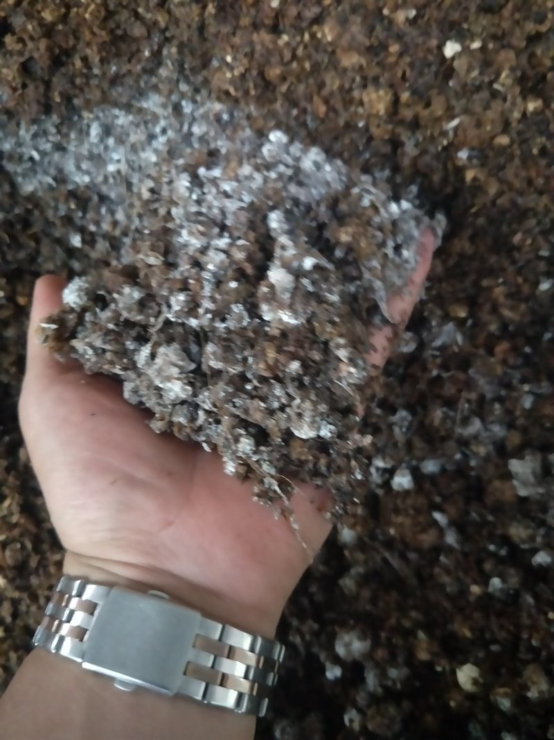 高产抗病平菇菌棒22*47