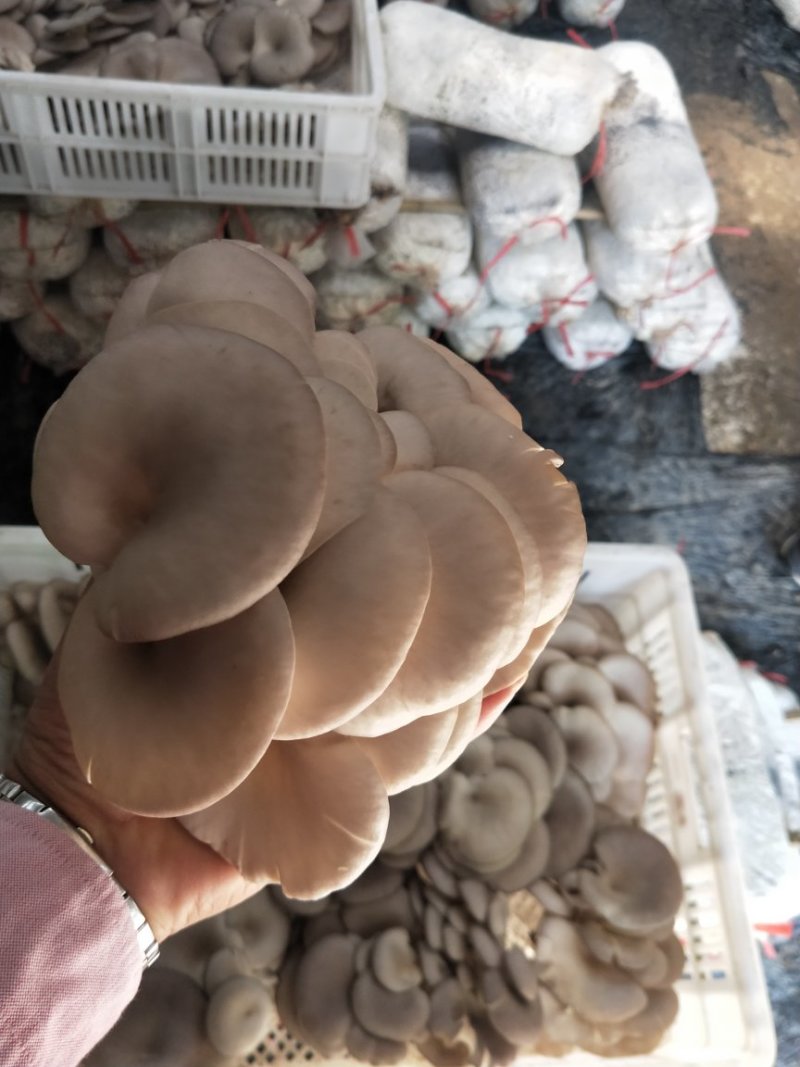 高产抗病平菇菌棒22*47