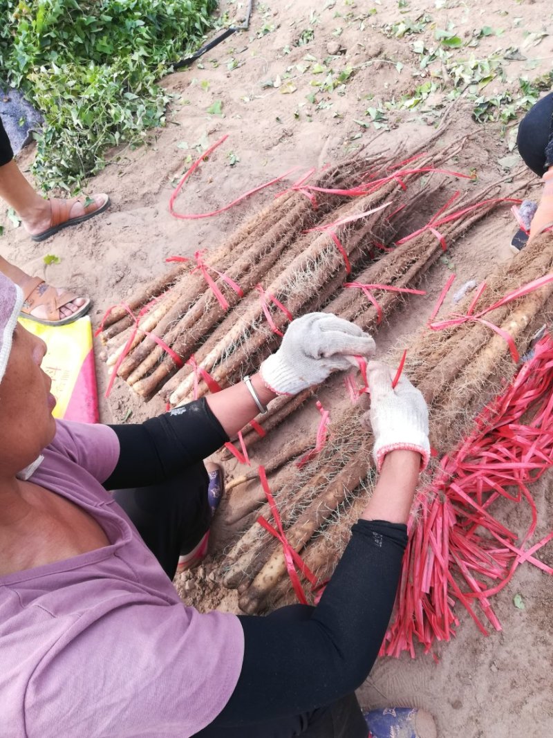 铁棍山药2~3厘米一级通货50~70厘米