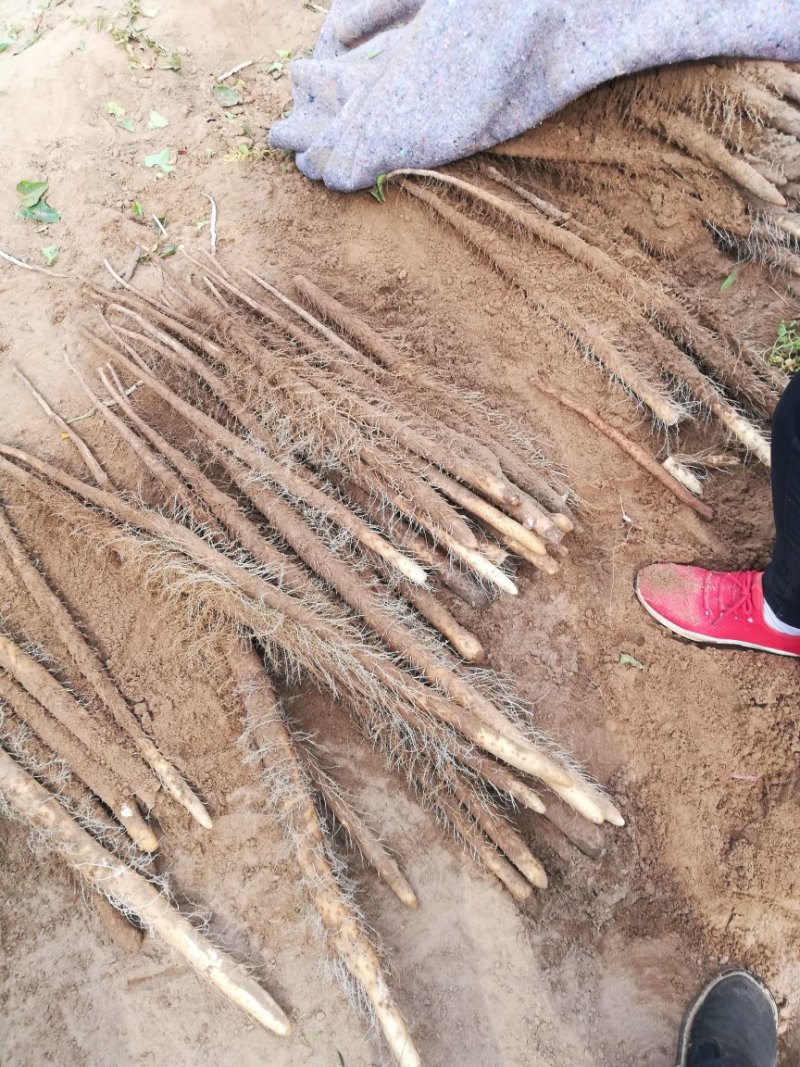铁棍山药2~3厘米一级通货50~70厘米