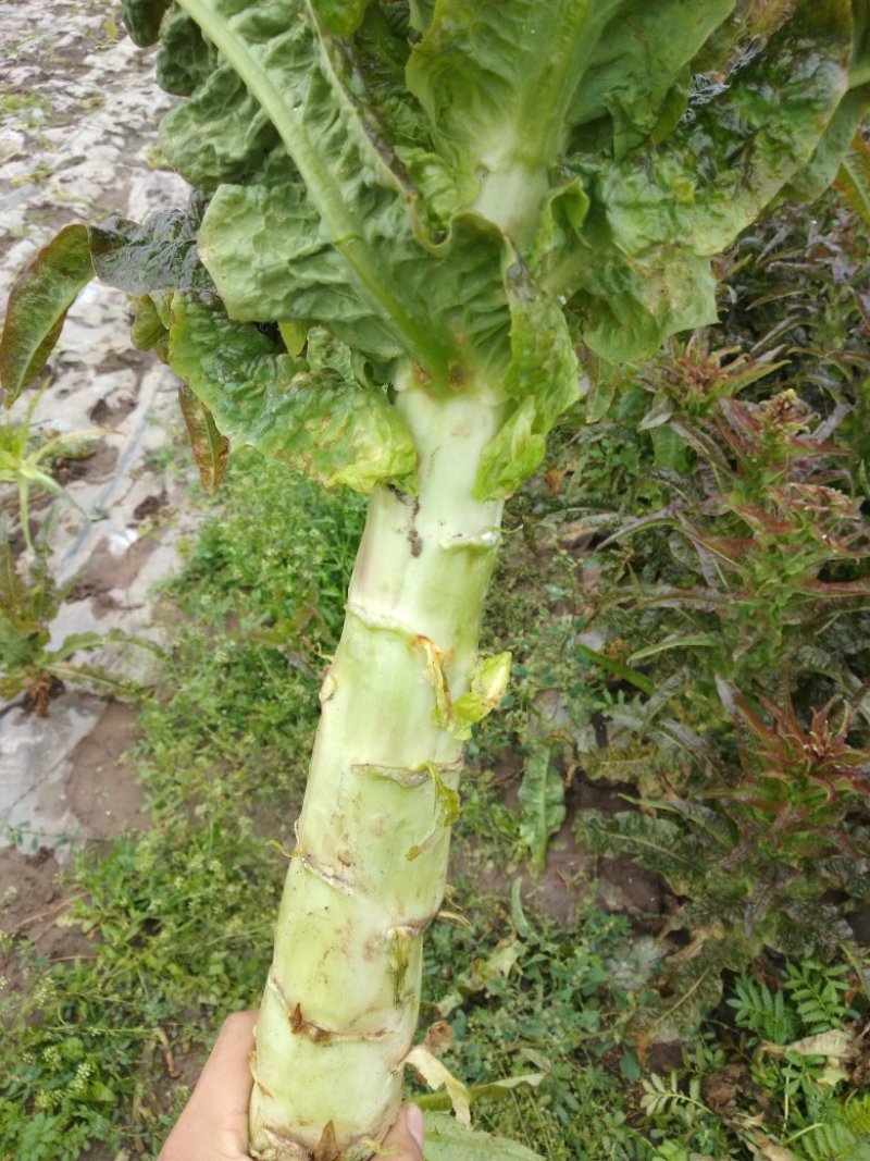 莴笋