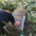 嫁接板栗苗一年苗0.5~50㎝品种纯正无病免费技