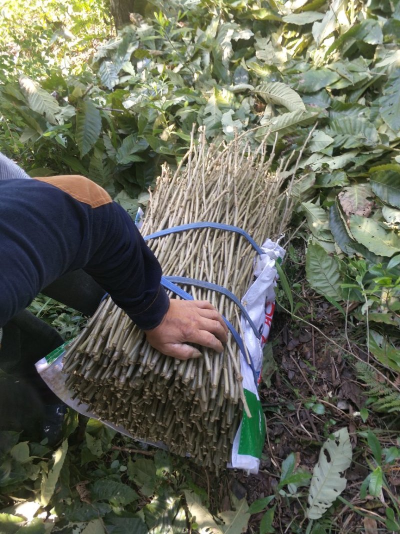 嫁接板栗苗一年苗0.5~50㎝品种纯正无病免费技