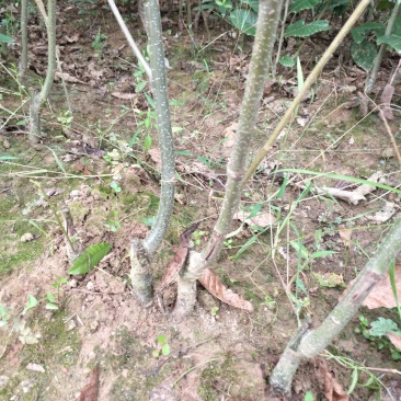 嫁接板栗苗一年苗0.5~50㎝品种纯正无病免费技