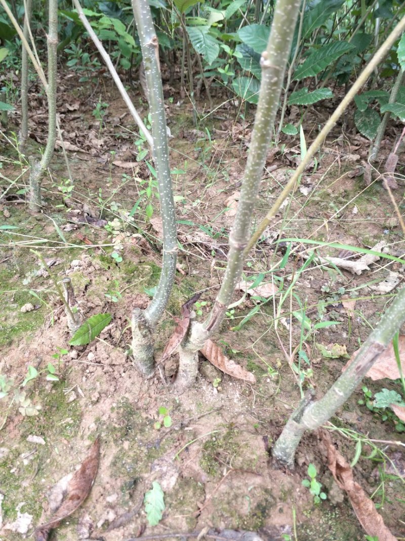 嫁接板栗苗一年苗0.5~50㎝品种纯正无病免费技