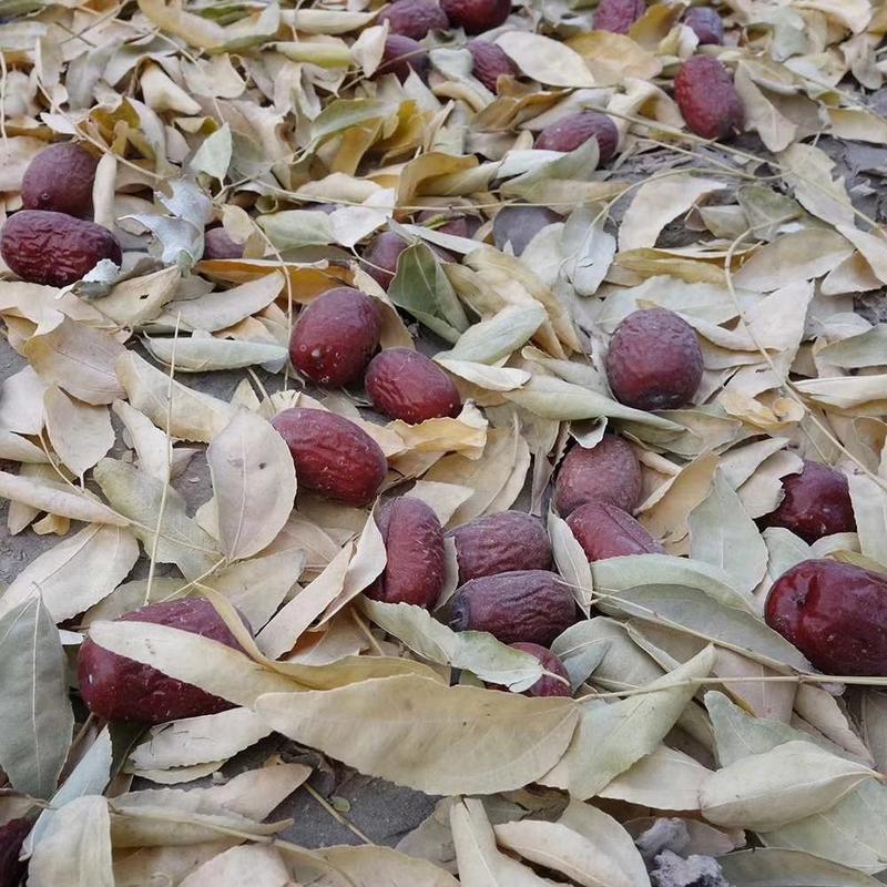 【精品干果】原生态吊干新疆红枣，自然掉落，绿色无加工