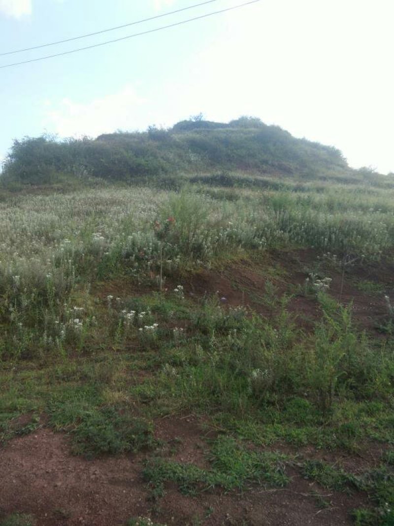 昭通市昭阳区600亩耕地旱地出租