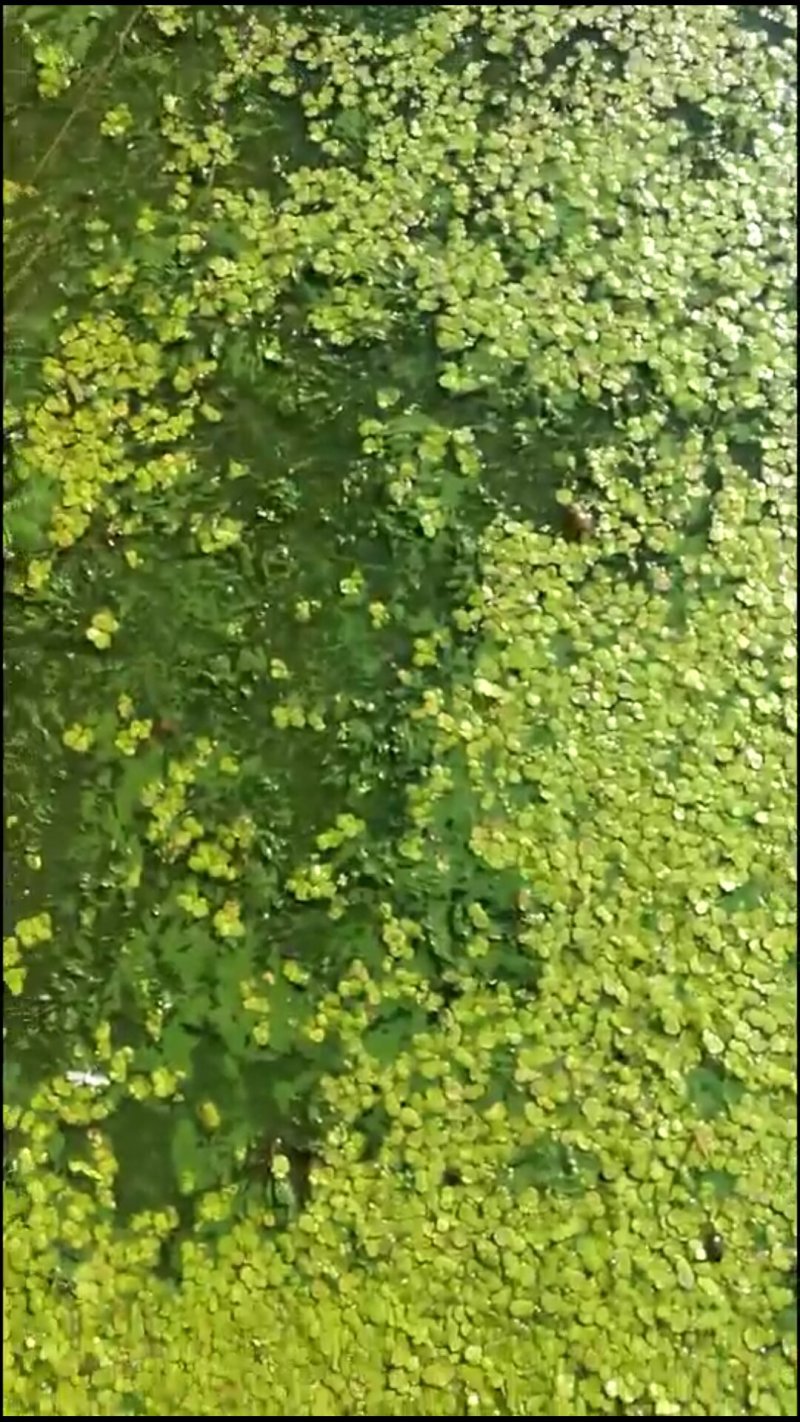 浮萍