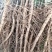 油用牡丹苗凤丹苗牡丹苗基地直销1-3年优选凤丹苗
