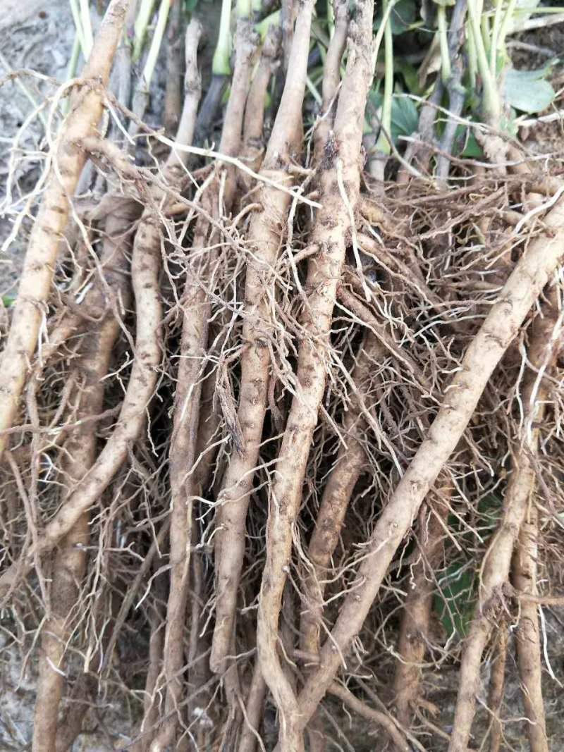 油用牡丹苗凤丹苗牡丹苗基地直销1-3年优选凤丹苗