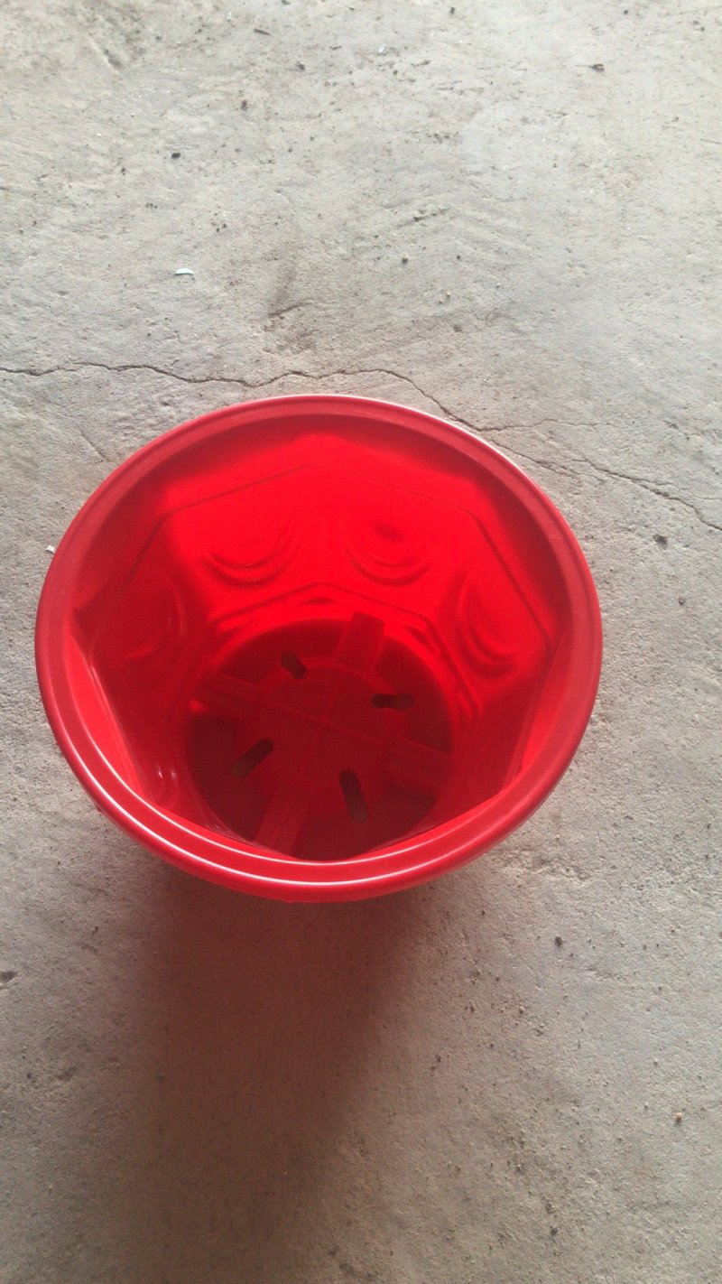 绿萝八角花盆厂家直销