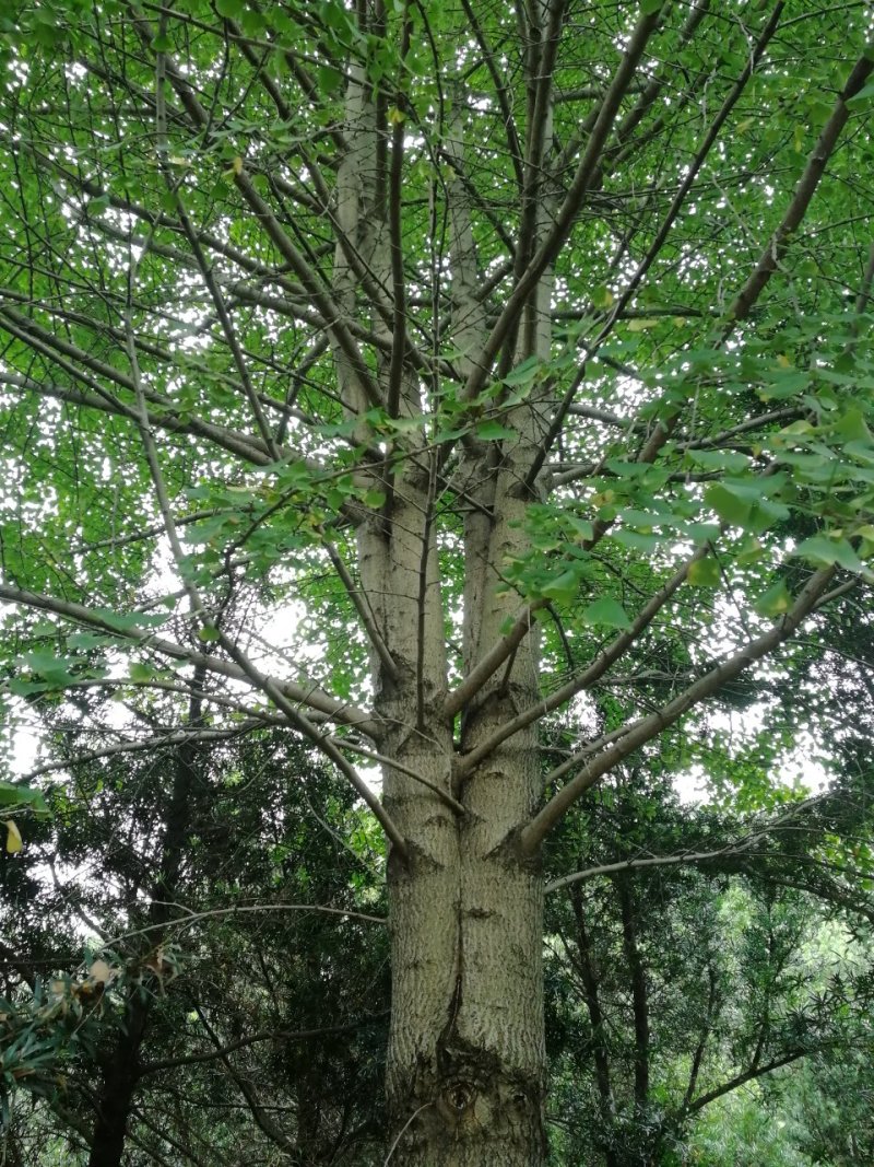 银杏树3o~45全冠
