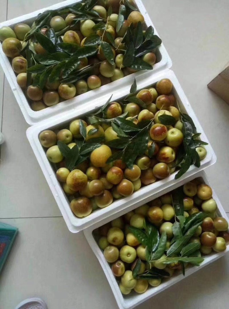 冬枣，百果之王