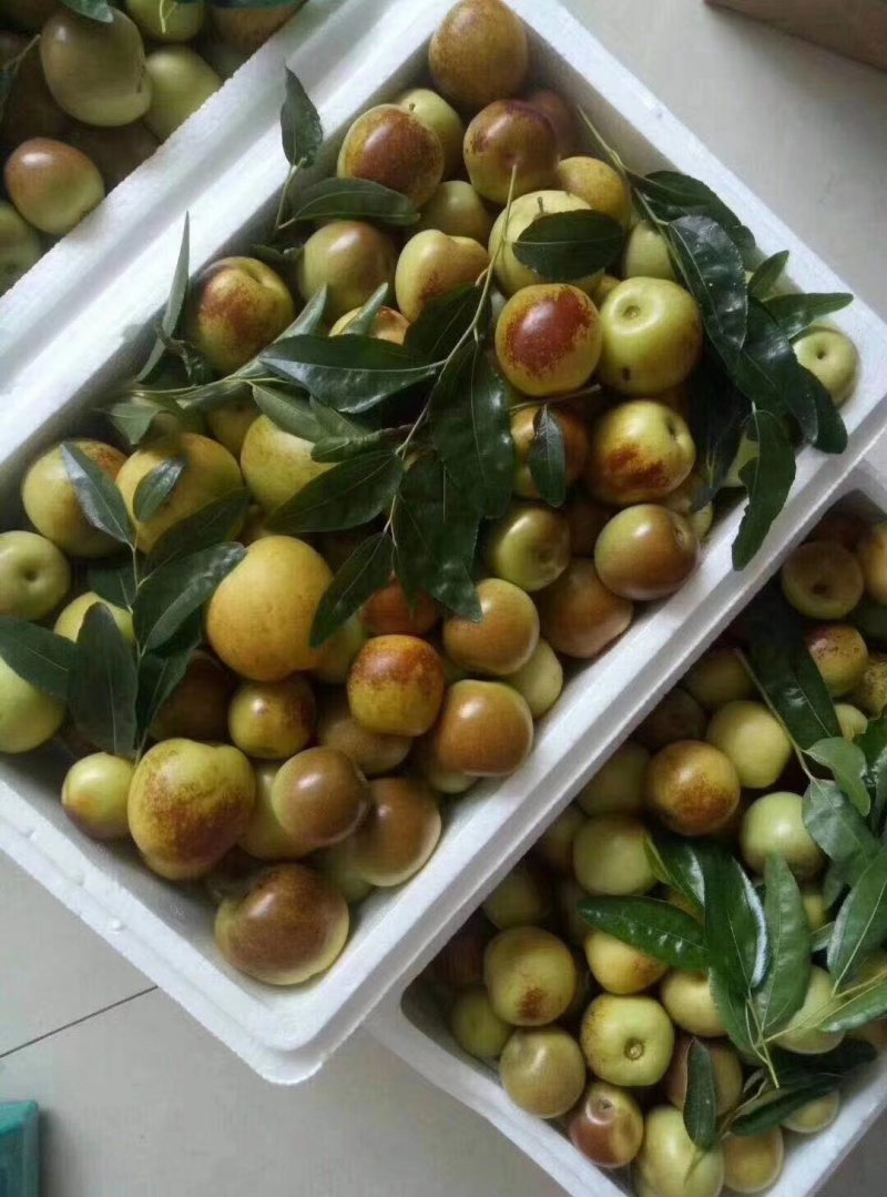 冬枣，百果之王