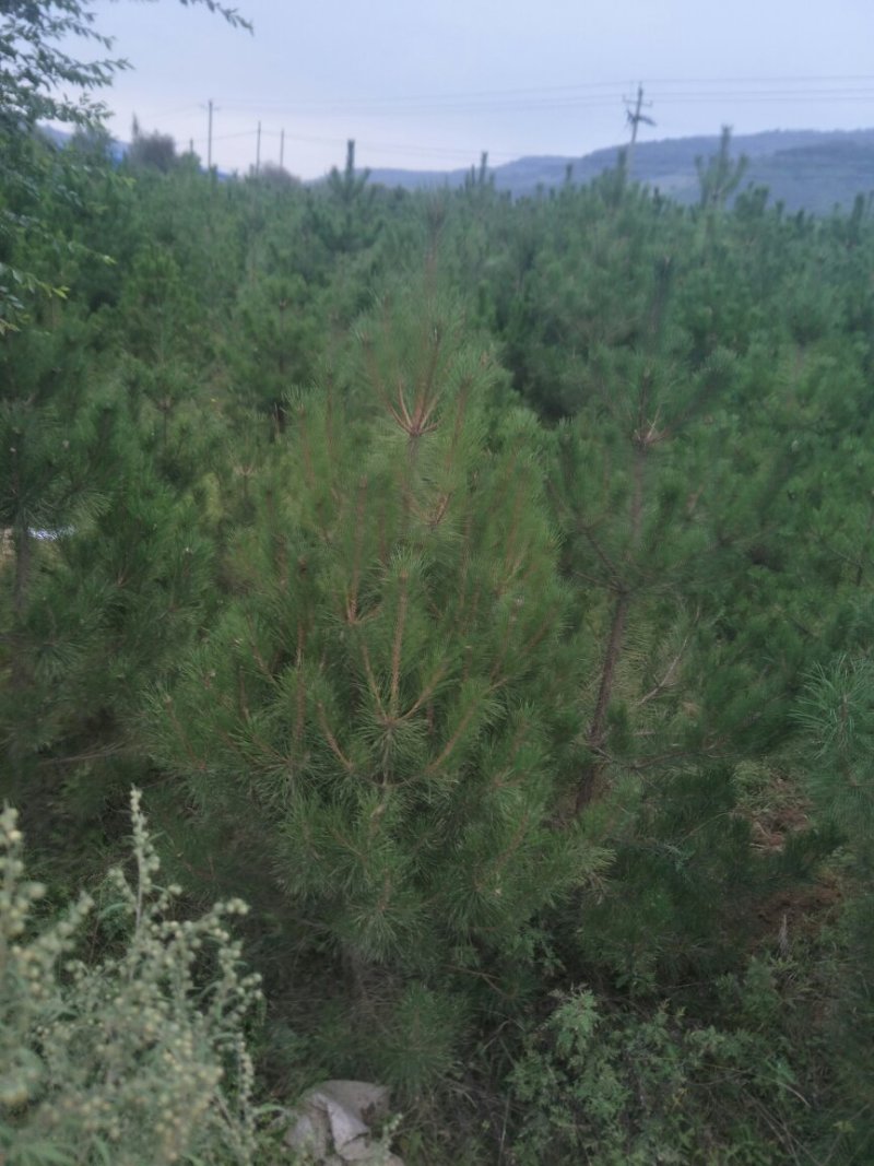 5米油松山货价格便宜诚心要货的联系