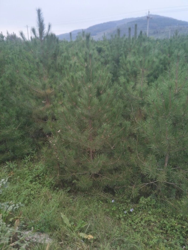 5米油松山货价格便宜诚心要货的联系