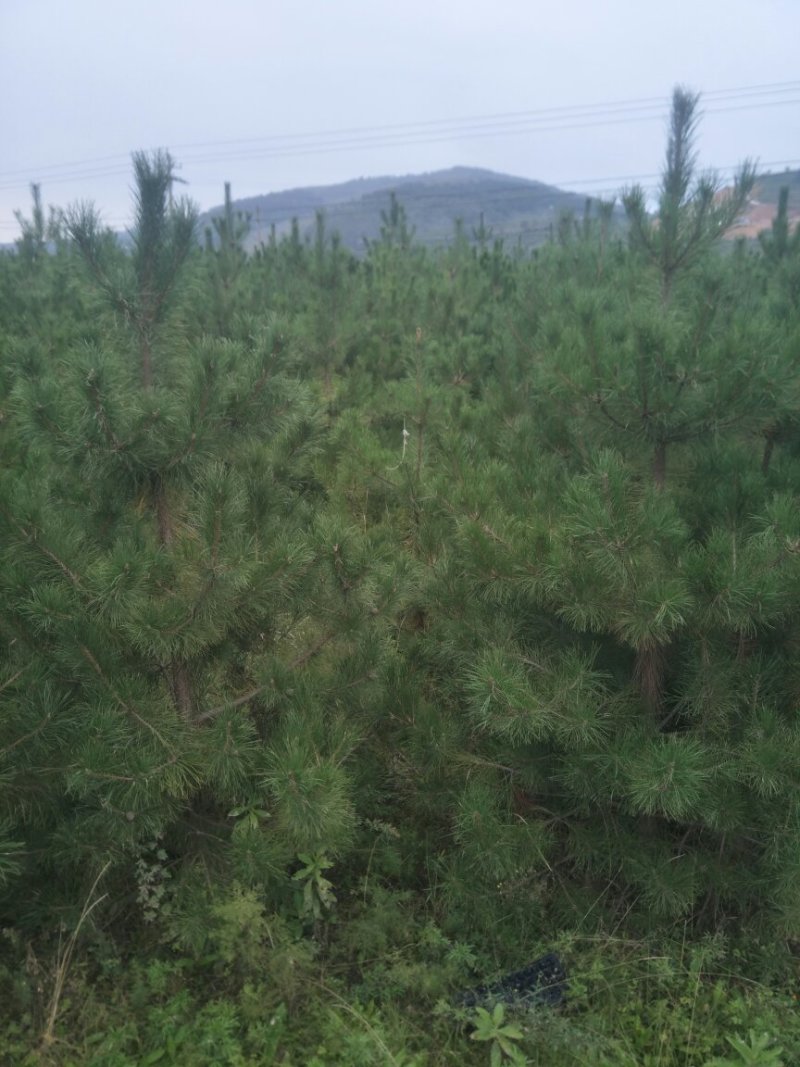 5米油松山货价格便宜诚心要货的联系