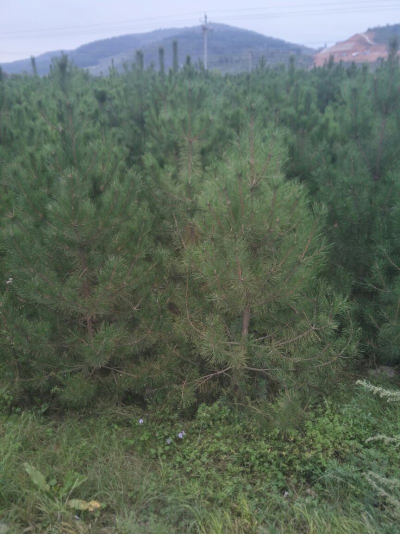 5米油松山货价格便宜诚心要货的联系