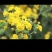 野菊花