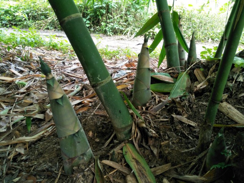 麻竹笋丝、笋片(盐制)无添加，清水笋丝、笋片