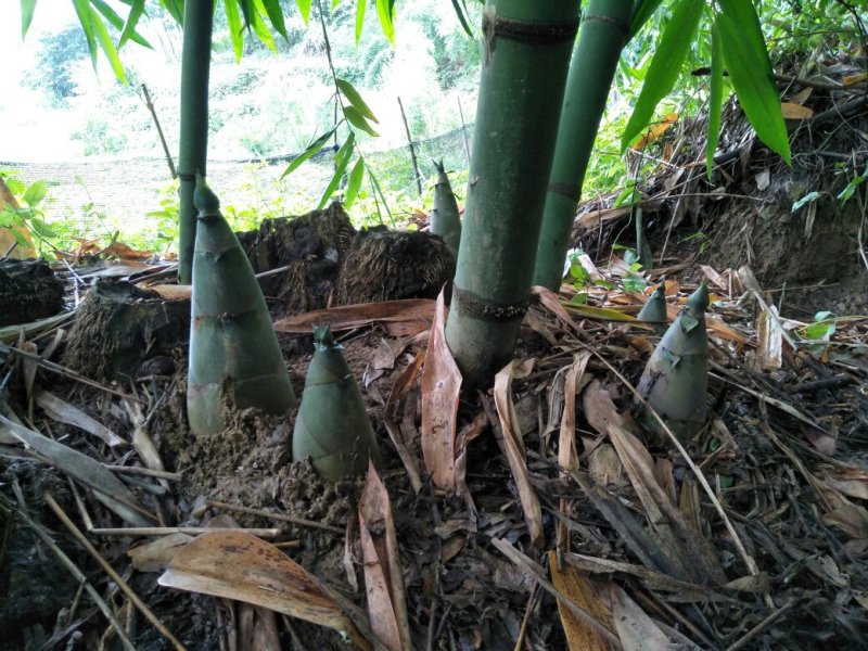 麻竹笋丝、笋片(盐制)无添加，清水笋丝、笋片