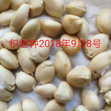供应。枳橙。香橙。枳壳。